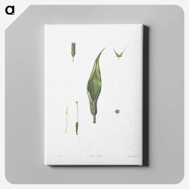 1-64_La-Botanique_canvas