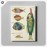 1-64_Louis-Renard_canvas