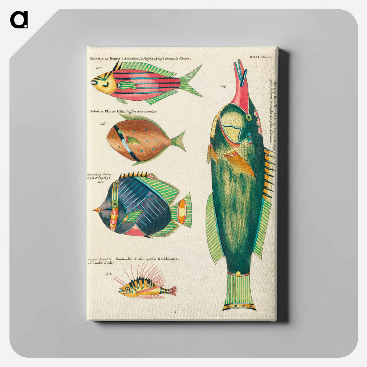 アートパネル-Moluccan Fishes
 - ルイ ルナール Canvas.