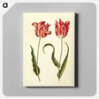 アートパネル-Tulipa gesneriana
 - マリア ジビーラ メーリアン Canvas.