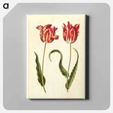 アートパネル-Tulipa gesneriana
 - マリア ジビーラ メーリアン Canvas.
