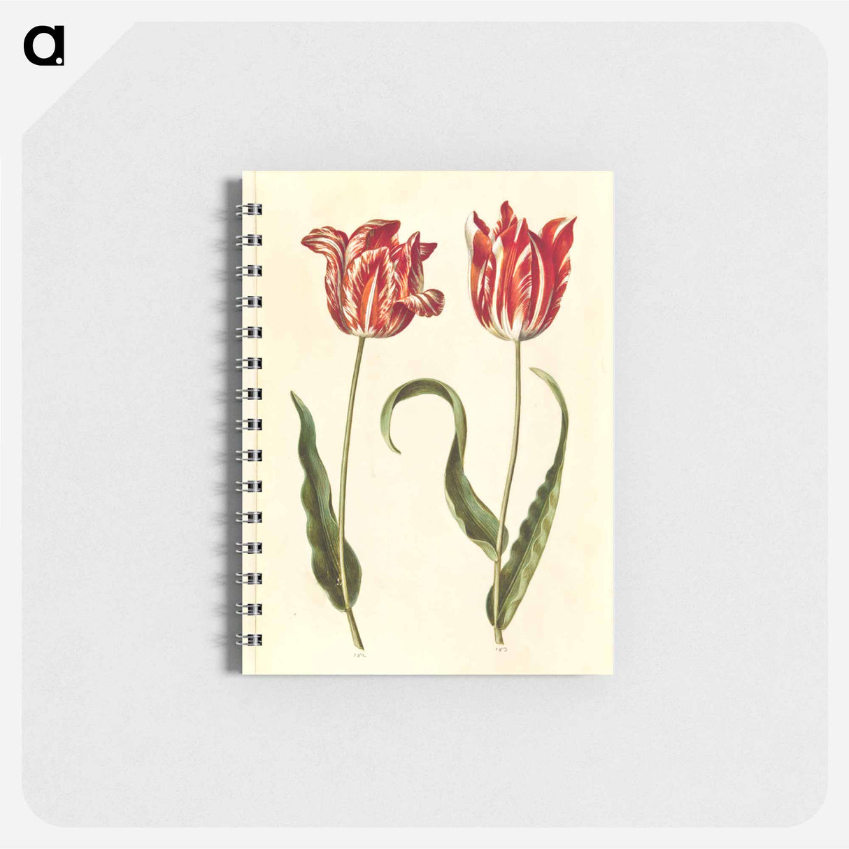 アートメモ帳-Tulipa gesneriana
 - マリア ジビーラ メーリアン Memo.