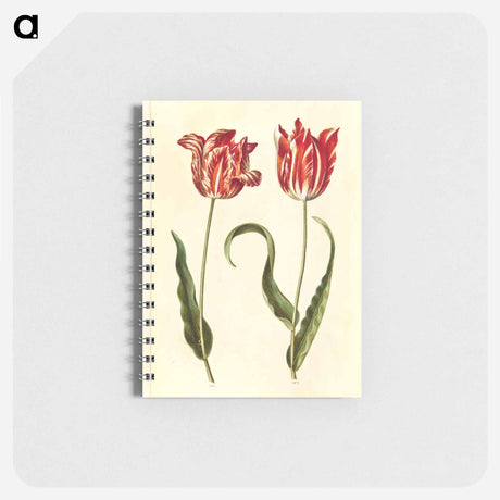 アートメモ帳-Tulipa gesneriana
 - マリア ジビーラ メーリアン Memo.