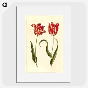1-64_Maria-Sibylla-Merian_picture