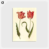 アートポストカード-Tulipa gesneriana
 - マリア ジビーラ メーリアン Postcard.