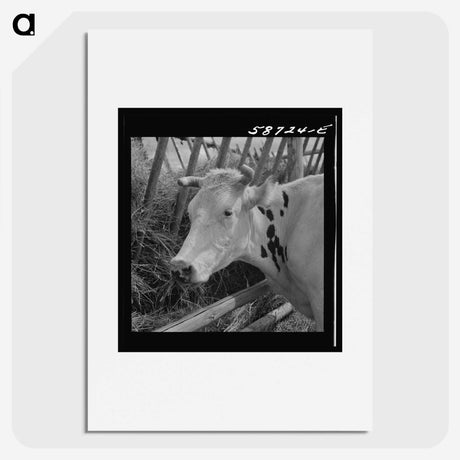 1-64_Marion-Post-Wolcott_picture