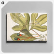 アートパネル-Tupelo Tree, Red Bay, Purple-berried Bay, and Sassafras Tree
 - マーク ケイツビー Canvas.