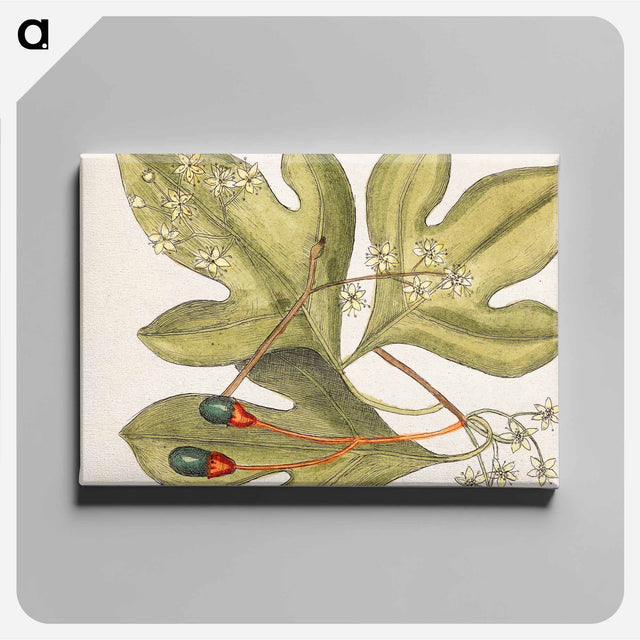 アートパネル-Tupelo Tree, Red Bay, Purple-berried Bay, and Sassafras Tree
 - マーク ケイツビー Canvas.
