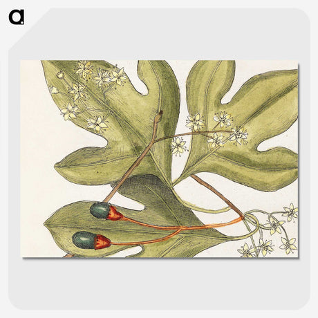 1-64_Mark-Catesby_picture-crop