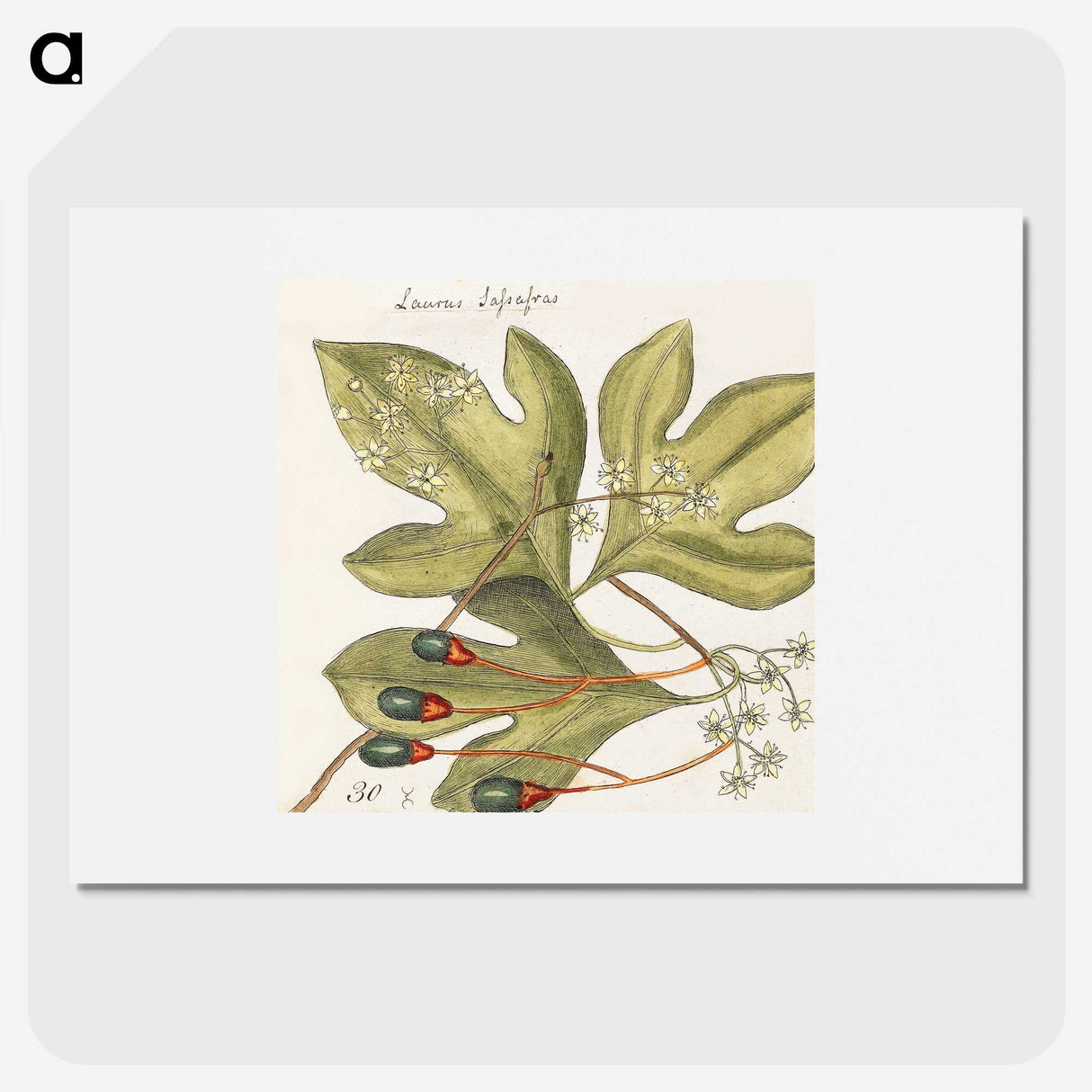 1-64_Mark-Catesby_picture