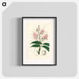 アートポスター-Geoffroya inermis Illustration
 - 薬用植物学 Poster.