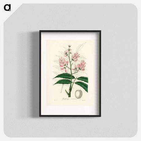 アートポスター-Geoffroya inermis Illustration
 - 薬用植物学 Poster.