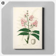 アートパネル-Geoffroya inermis Illustration
 - 薬用植物学 Canvas.