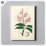 アートパネル-Geoffroya inermis Illustration
 - 薬用植物学 Canvas.