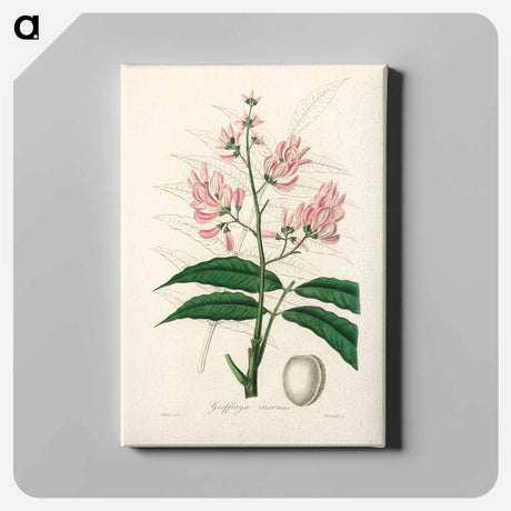 アートパネル-Geoffroya inermis Illustration
 - 薬用植物学 Canvas.