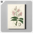 1-64_Medical-Botany_canvas