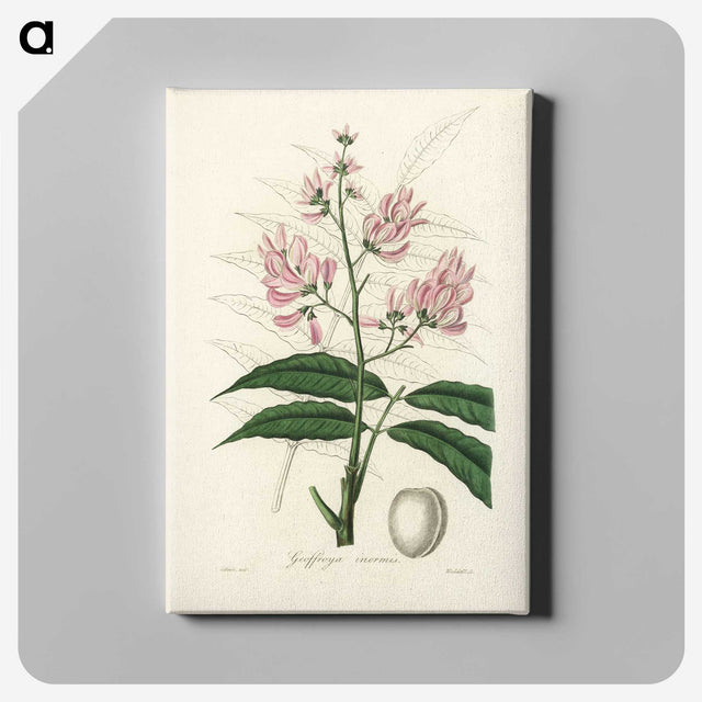 1-64_Medical-Botany_canvas