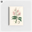 アートメモ帳-Geoffroya inermis Illustration
 - 薬用植物学 Memo.
