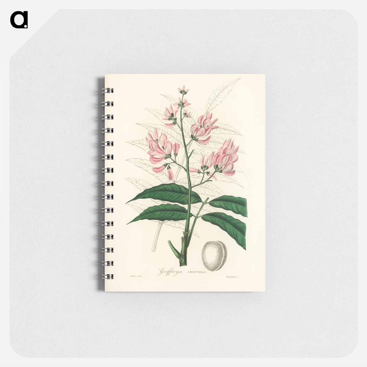 アートメモ帳-Geoffroya inermis Illustration
 - 薬用植物学 Memo.