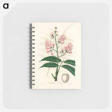アートメモ帳-Geoffroya inermis Illustration
 - 薬用植物学 Memo.