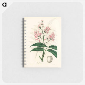 アートメモ帳-Geoffroya inermis Illustration
 - 薬用植物学 Memo.
