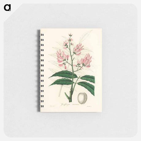 アートメモ帳-Geoffroya inermis Illustration
 - 薬用植物学 Memo.