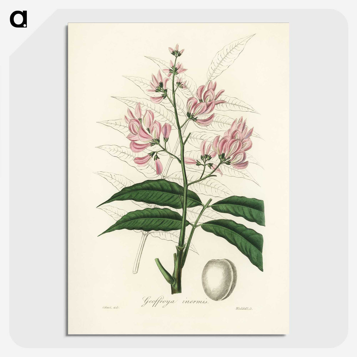 1-64_Medical-Botany_picture-crop