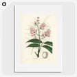 1-64_Medical-Botany_picture