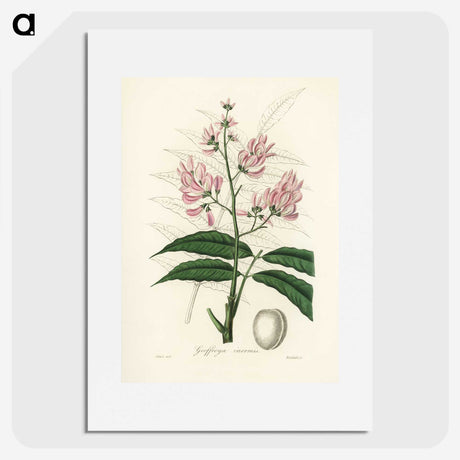 1-64_Medical-Botany_picture