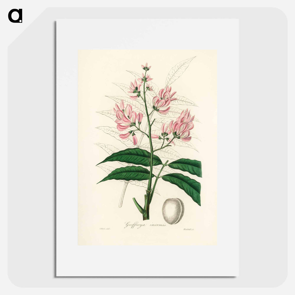 アートポスター-Geoffroya inermis Illustration
 - 薬用植物学 Poster.
