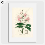 アートポスター-Geoffroya inermis Illustration
 - 薬用植物学 Poster.