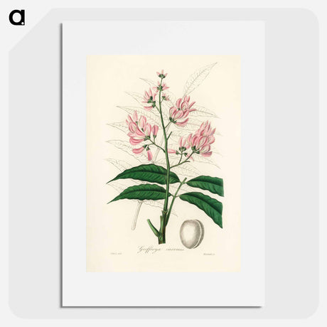 アートポスター-Geoffroya inermis Illustration
 - 薬用植物学 Poster.