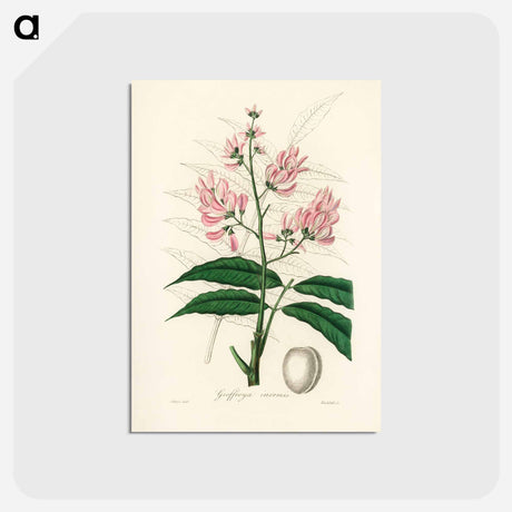 アートポストカード-Geoffroya inermis Illustration
 - 薬用植物学 Postcard.