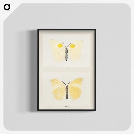 1-64_Moths-and-Butterflies-of-the-United-States_blk-crop