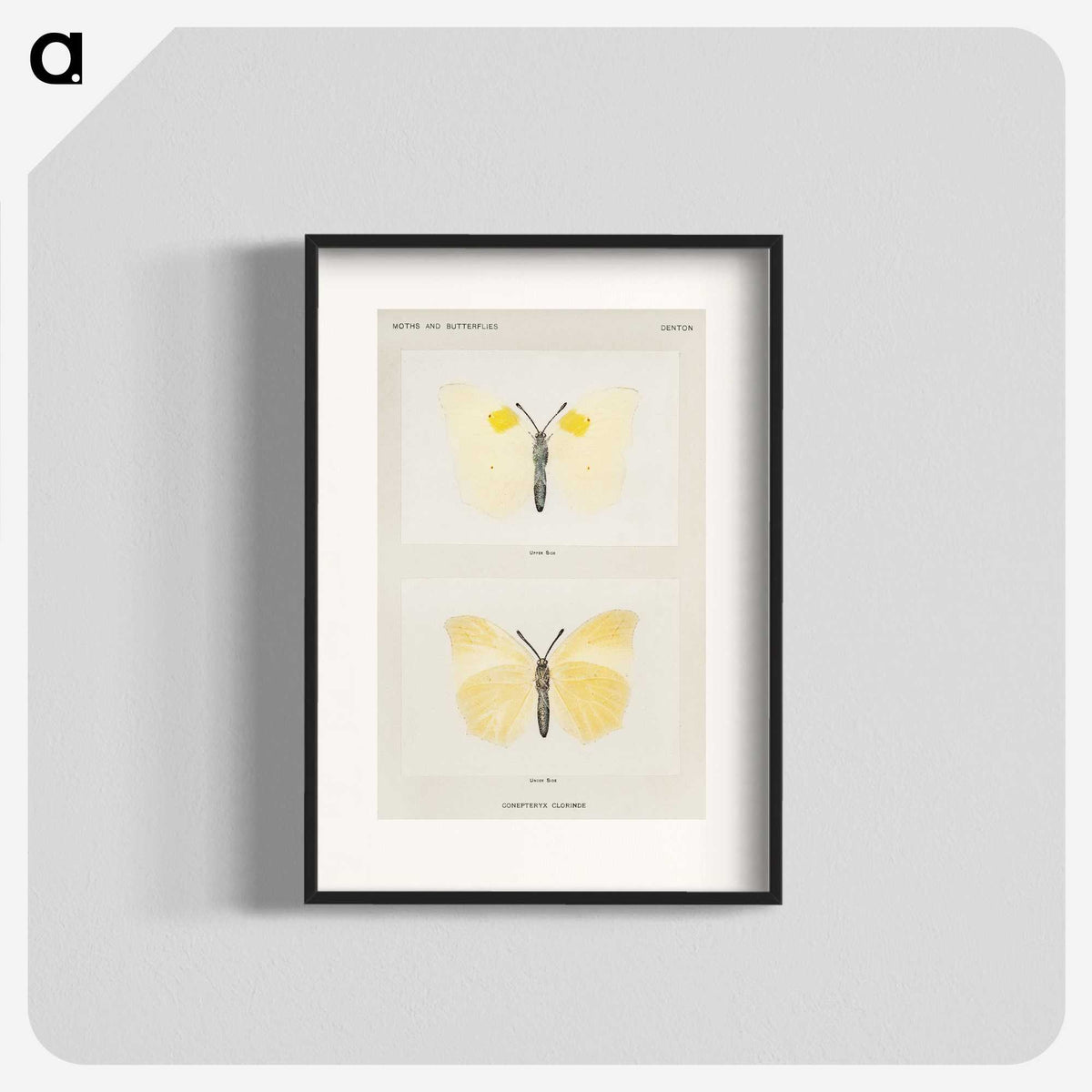 1-64_Moths-and-Butterflies-of-the-United-States_blk