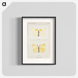 1-64_Moths-and-Butterflies-of-the-United-States_blk