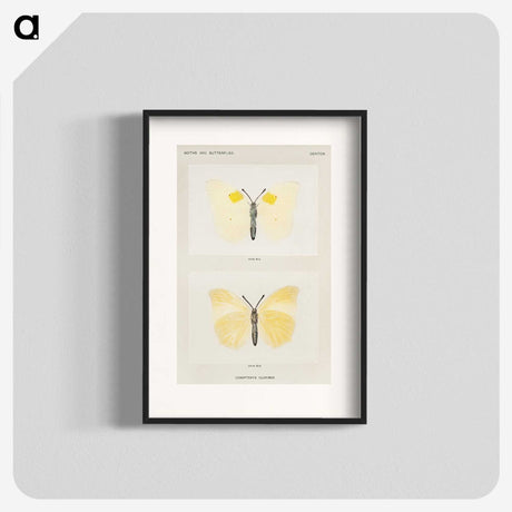 1-64_Moths-and-Butterflies-of-the-United-States_blk