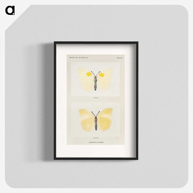 1-64_Moths-and-Butterflies-of-the-United-States_blk