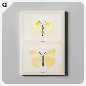 1-64_Moths-and-Butterflies-of-the-United-States_canvas