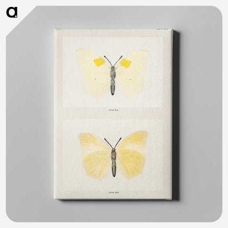 1-64_Moths-and-Butterflies-of-the-United-States_canvas