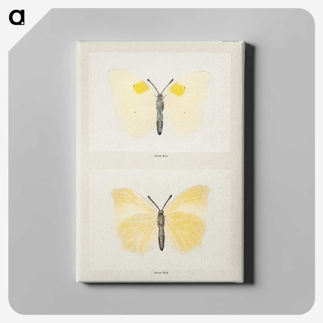 1-64_Moths-and-Butterflies-of-the-United-States_canvas