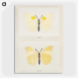 1-64_Moths-and-Butterflies-of-the-United-States_picture-crop