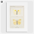 1-64_Moths-and-Butterflies-of-the-United-States_picture
