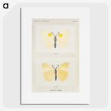 1-64_Moths-and-Butterflies-of-the-United-States_picture