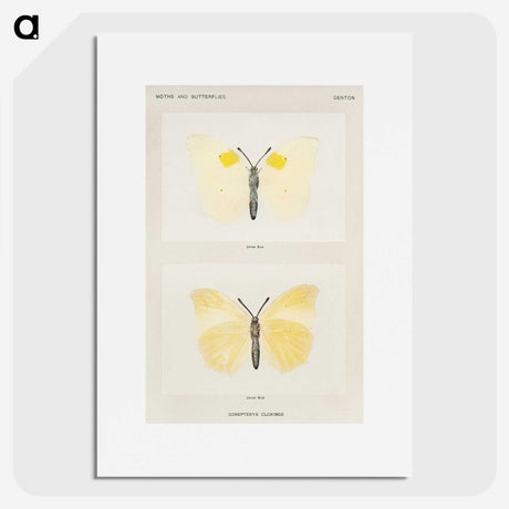 1-64_Moths-and-Butterflies-of-the-United-States_picture