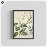1-64_Native-Flowering-Plants-of-New-Zealand_blk-crop