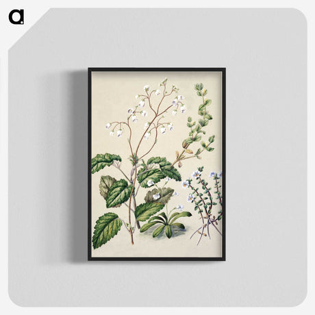 1-64_Native-Flowering-Plants-of-New-Zealand_blk-crop