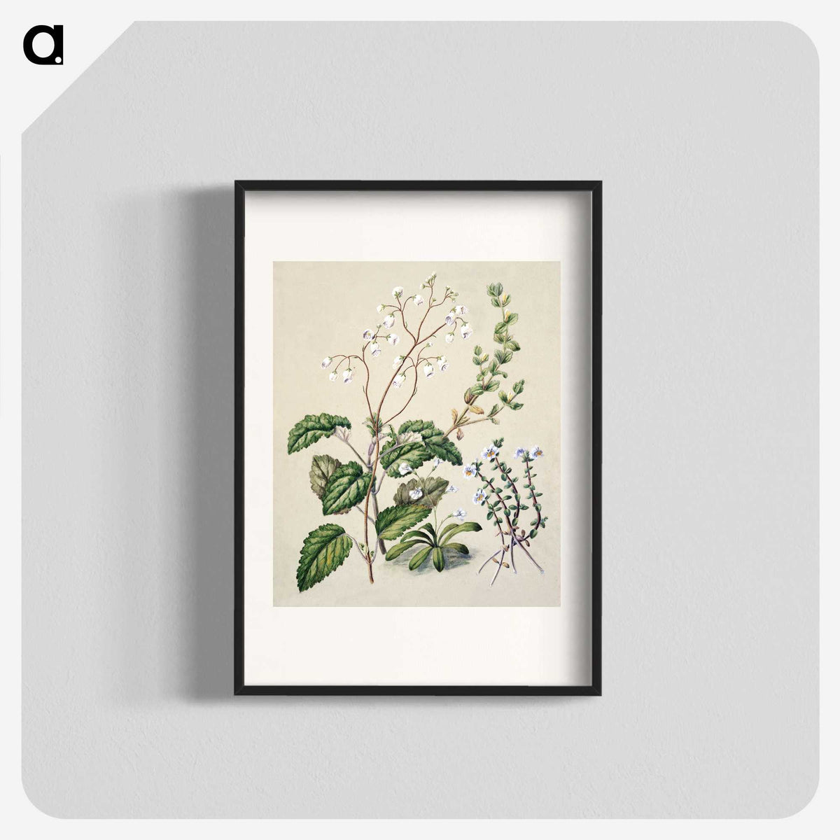 1-64_Native-Flowering-Plants-of-New-Zealand_blk
