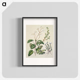 1-64_Native-Flowering-Plants-of-New-Zealand_blk