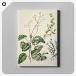 1-64_Native-Flowering-Plants-of-New-Zealand_canvas